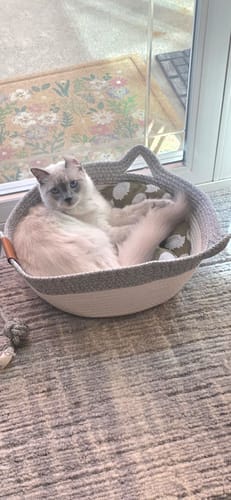 Customer's cat resting in the gray and white Instinct Basket cat bed near a window.
