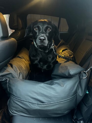 Customer's Dog Dock V2 in a car back seat with a black dog sitting securely inside.