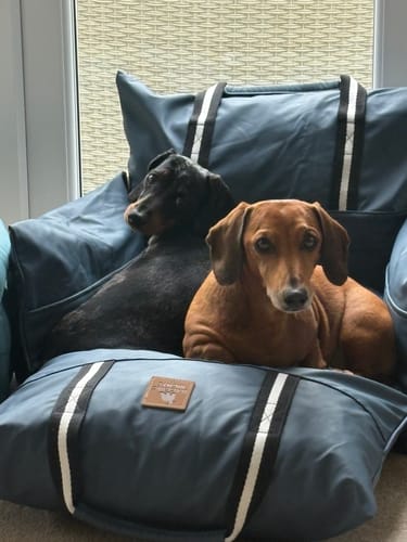 Customer's Dog Dock V2 containing two small dogs sitting comfortably in the blue, cushioned car dock.