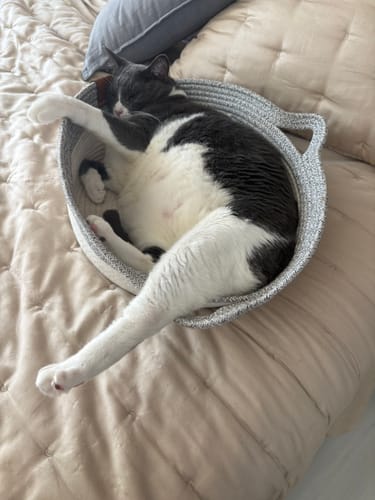 Customer's gray and white Instinct Basket cat bed on a bed, with a large cat resting inside with an outstretched leg.