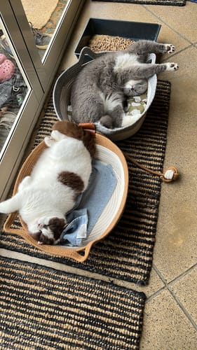Customer's two Instinct Baskets with cats sleeping inside on a striped mat.