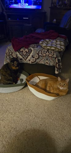 Customer's two Instinct Baskets on a carpeted floor, each occupied by a different cat.
