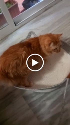 Customer video review of Instinct Basket | Meet the first research-backed natural territory for indoor cats