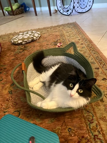 Customer's black and white cat lounging in the green and white Instinct Basket on a patterned rug.