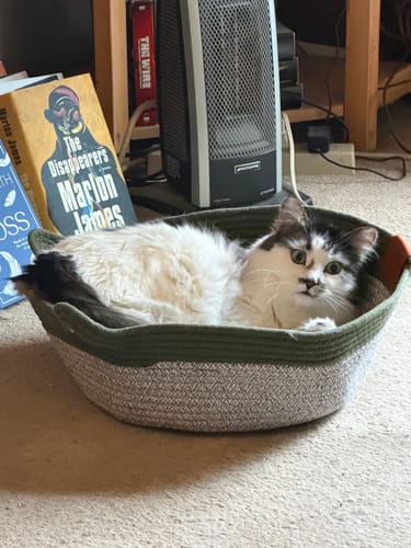 Customer's cat sitting inside the green and white Instinct Basket, a round rope bed, on a carpeted floor.