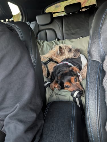 Customer's Dog Dock V2 in a car back seat, with two small dogs resting together comfortably on the olive green base.
