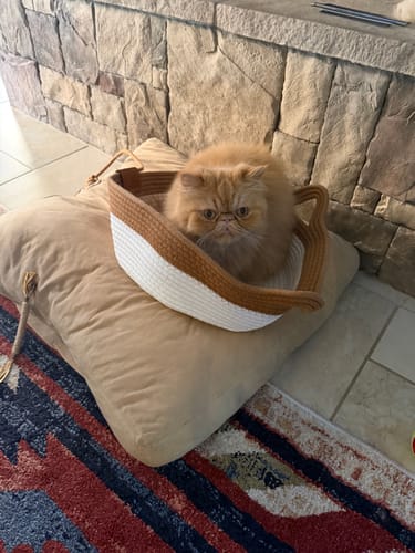 Customer's ginger cat sitting inside the two-tone Instinct Basket on a soft cushion