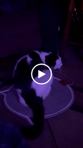 Customer video review of Instinct Mat | The Scratching Mat Her Biology Actually Recognizes (NEW)