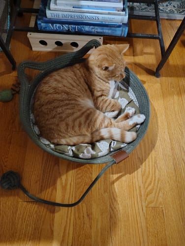Customer's orange tabby cat curled up sleeping inside the round Additional cushion and dark green woven basket.