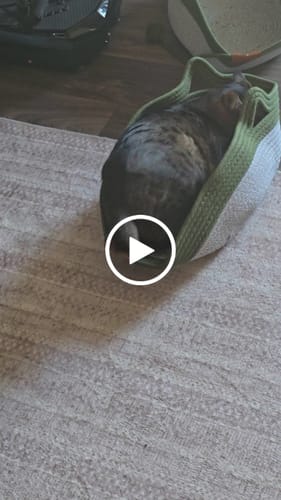 Customer video review of Instinct Basket | Meet the first research-backed natural scratcher for indoor cats