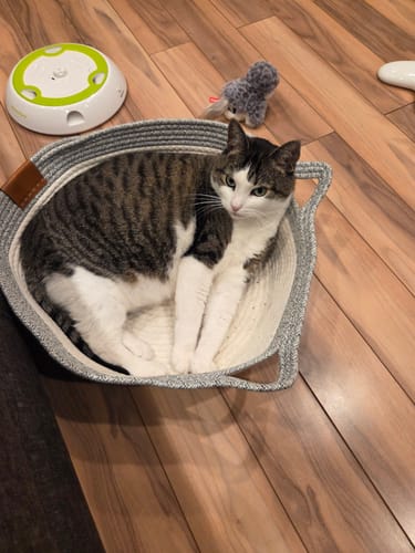 Customer's cat sitting comfortably inside a grey woven Instinct Basket on a wood floor