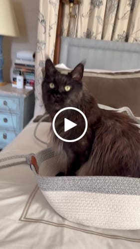 Customer video review of Instinct Basket | Meet the first research-backed natural territory for indoor cats