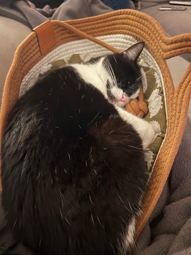 Customer's cat curled up and sleeping peacefully in the tan Instinct Basket.