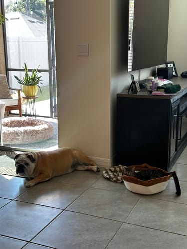 Customer's cat resting inside the Instinct Basket on a tiled floor next to a dog.