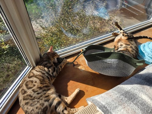 Customer's two spotted Bengal cats playing with and lying on an Instinct Basket next to a window.