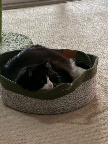Customer's tuxedo cat curled up asleep inside the sturdy, two-tone Instinct Basket on a carpeted floor.