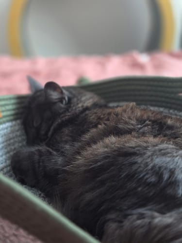 Customer's cat sleeping comfortably inside the Instinct Basket cat bed.