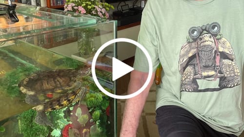 Customer video review of Tortoise Bird Watcher T-Shirt