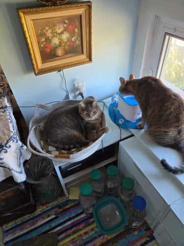 Customer's gray cat resting inside the white woven Instinct Basket next to a water fountain.
