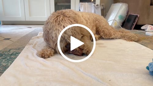 Customer video review of Smoked Beef Marrow Bone