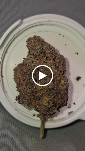 Customer video review of THC-A 34% Flower White Truffle