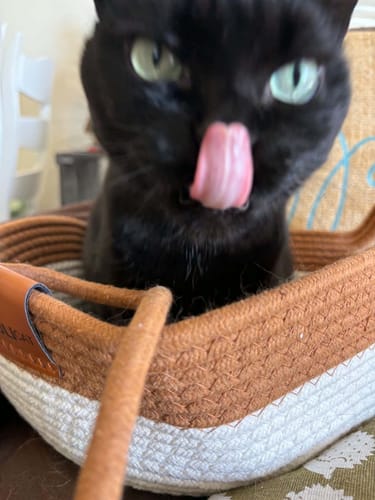 Customer's black cat licking its nose while sitting in the brown and white rope Instinct Basket.