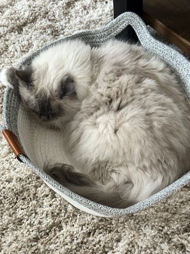 Customer's fluffy cat curled up asleep inside the grey Instinct Basket on a carpeted floor.