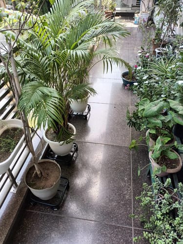 Customer photo review of TryGreen Daze Wheel Rolling Plant Stand for Planters