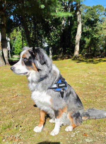 Customer's Australian Shepherd wearing a blue Dogshood harness with a front D-ring attachment, sitting outdoors.