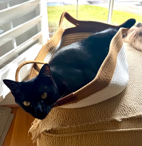 Customer's black cat resting comfortably inside an Instinct Basket on a soft surface.