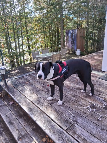 Customer's black and white dog wearing a red Dogshood No Pull Harness while standing on a wooden deck.