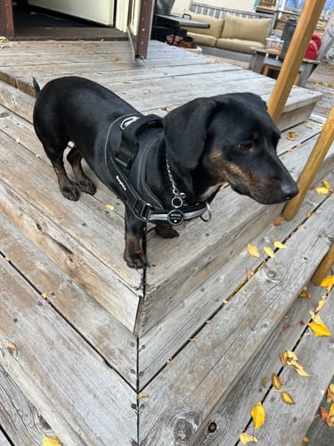 Customer's Dogshood No Pull Harness on a Standard Dachshund, viewed from above on wooden porch steps.