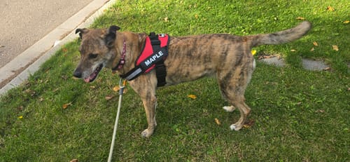 Customer's brindle dog wearing a red Dogshood No Pull Harness with the name Maple on the strap, standing on grass.