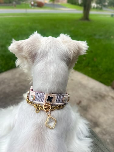 Customer photo review of Leather Dog Collar Adjustable Pet Collar with Rhinestone Charm