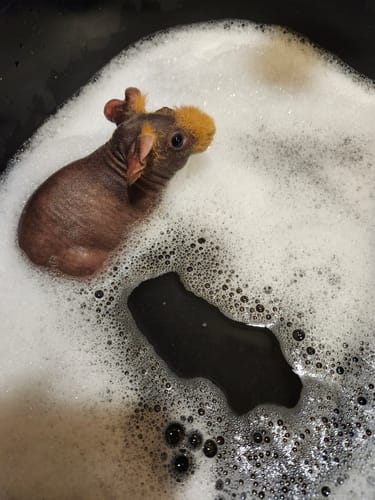 A customer's pet skinny pig, a mostly hairless guinea pig, in a bubble bath.