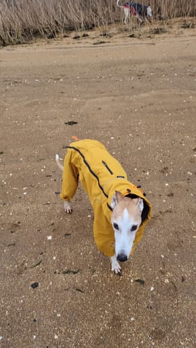 Customer photo review of ThermaLuxe - Fleece-Lined Trouser Suit Coat