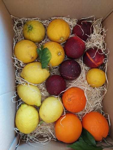 Kunde zeigt die geöffnete Zitrus-Mix Calabria Bio Box voller frischer Orangen, Blutorangen und Zitronen.