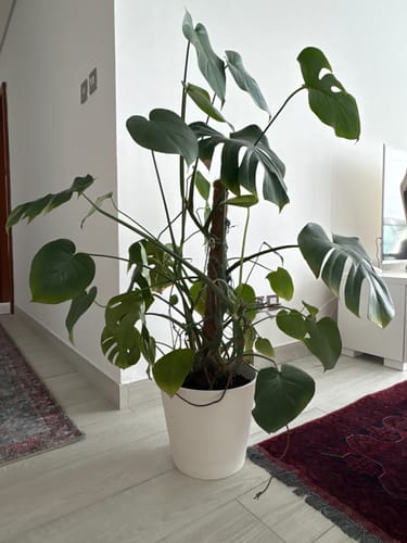 Customer photo review of Self Watering Pot