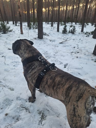 Customer photo review of Szelki z szybką klamrą - Easy Walk Extreme Czarne