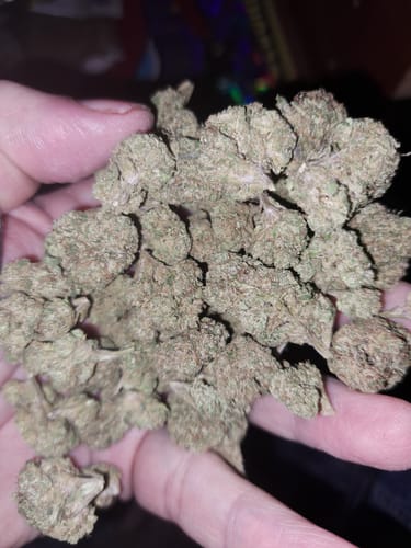 Customer photo review of Lemon Cherry Gelato Mediums - Bulk Mediums - Hybrid