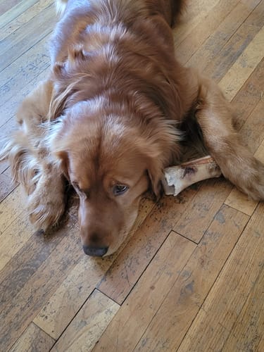Customer's golden retriever lying on the floor, resting its head next to a chewed Beef Gullet Jerky Stick.