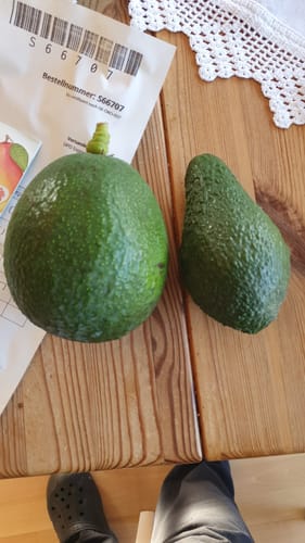 Rezensent vergleicht die große, runde Avocado Reed neben einer kleineren, herkömmlichen Avocado auf einem Holztisch.