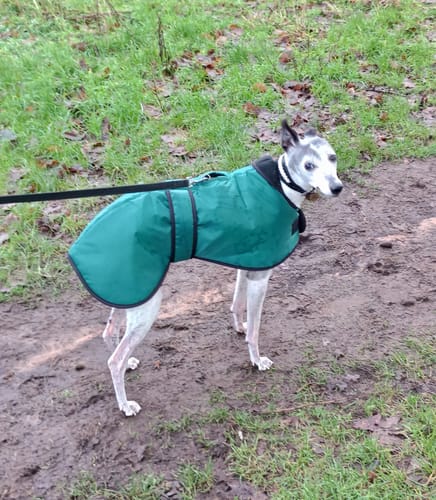 Customer photo review of Vetra - Warm Sighthound Coat with Zip Harness Hole