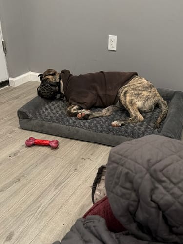 Reviewer's large brindle puppy wearing a brown hoodie while resting on a dog bed.