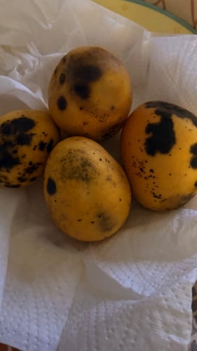 Kunde zeigt vier Baby-Mangos mit großen, dunklen Flecken auf einem Papiertuch.