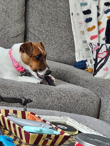 Customer's Jack Russell dog chewing on a Long-Lasting Yak Chew while resting on a couch.