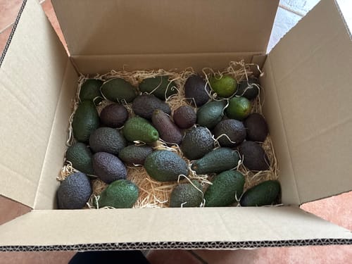 Kundenbewertung: Eine offene Kiste voller kleiner, unterschiedlich farbiger Bio-Hass-Avocados auf Stroh.