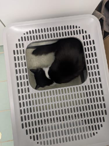 Customer photo review of 1 Month Supply – 1 Cat