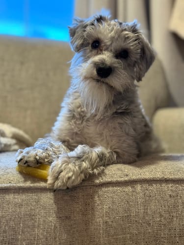 Customer's fluffy mini schnauzer puppy holding a Banana Yak Chew on a couch.