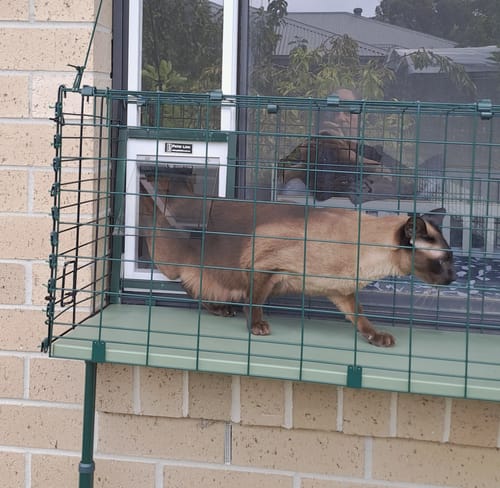 Customer photo review of Cat Door, Cat Window Insert